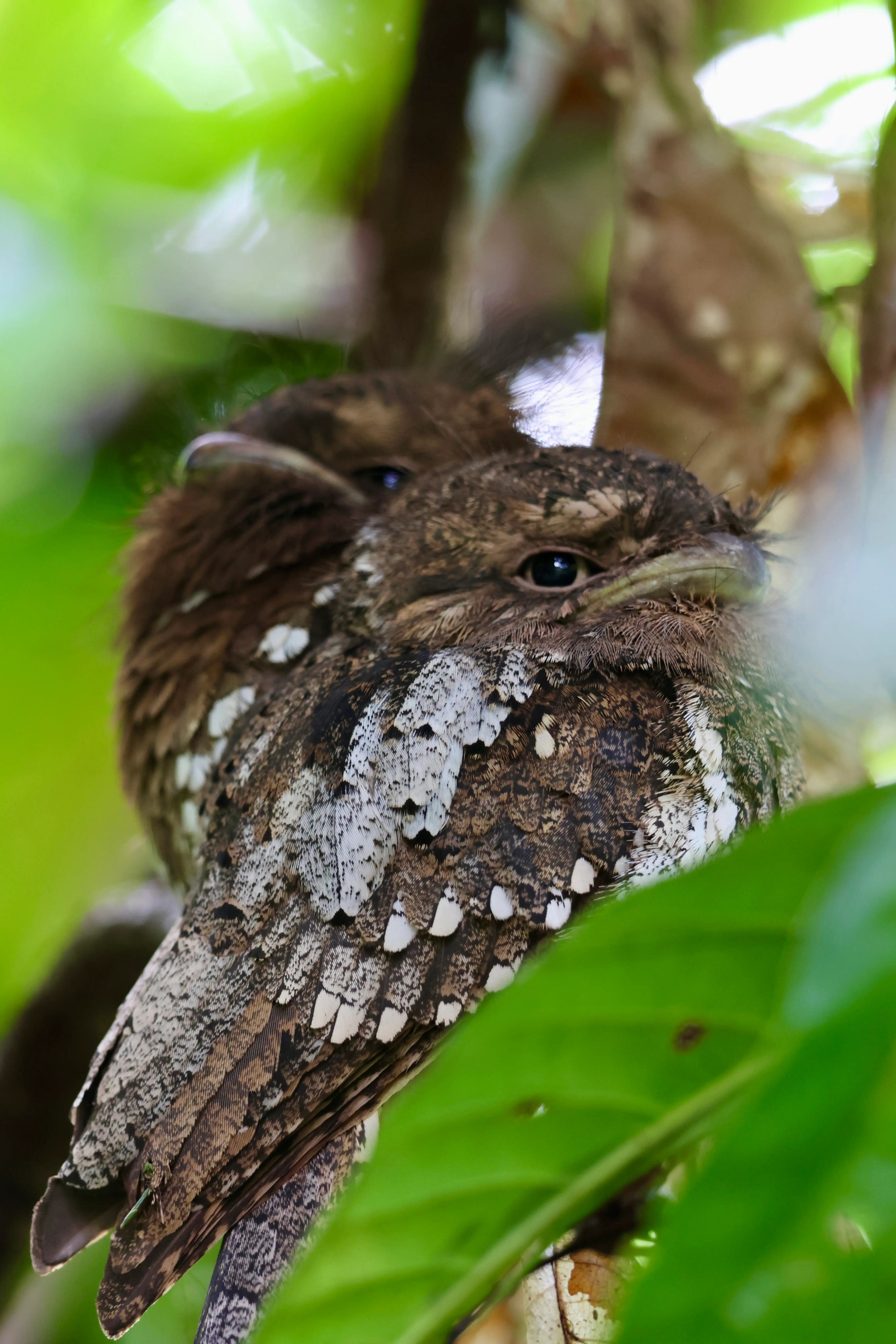 Frog Mouht Birds Sri Lanka