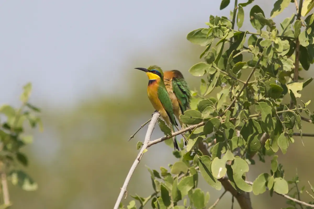 Little Bee Eater Merops Pusillus Tanzania