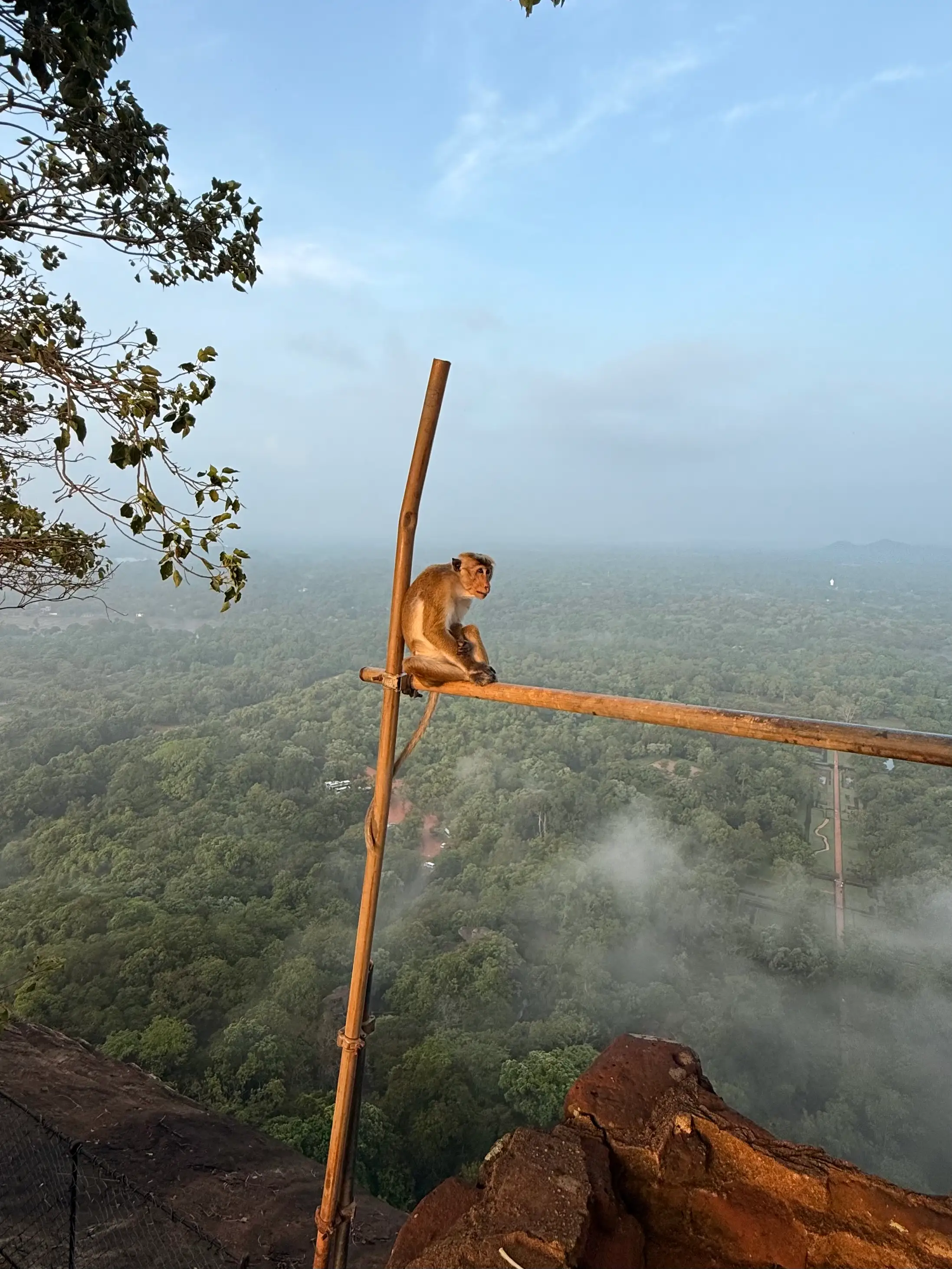 Moneky Sigiriya Rock Fortrest Sri Lanka