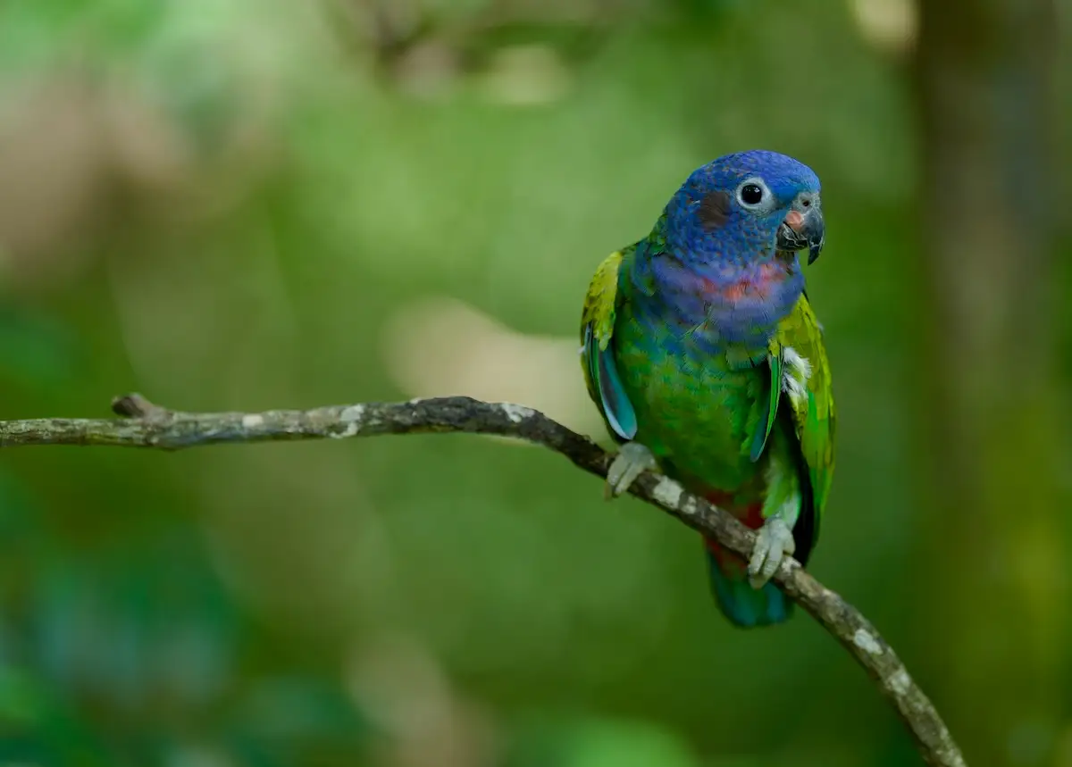 Blue Headed Parrot
