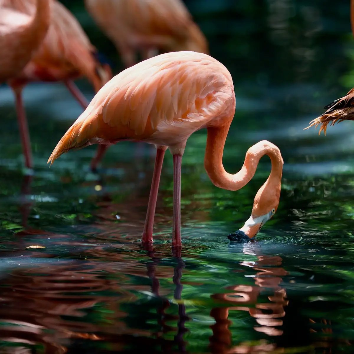 Flamingo Colombia