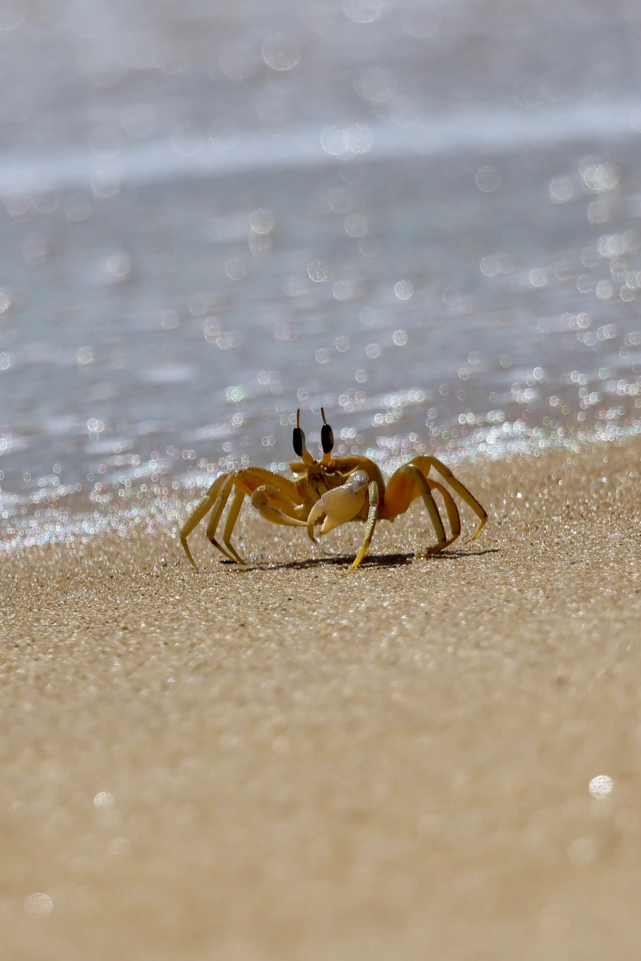 Ghost Crab Sri Lanka