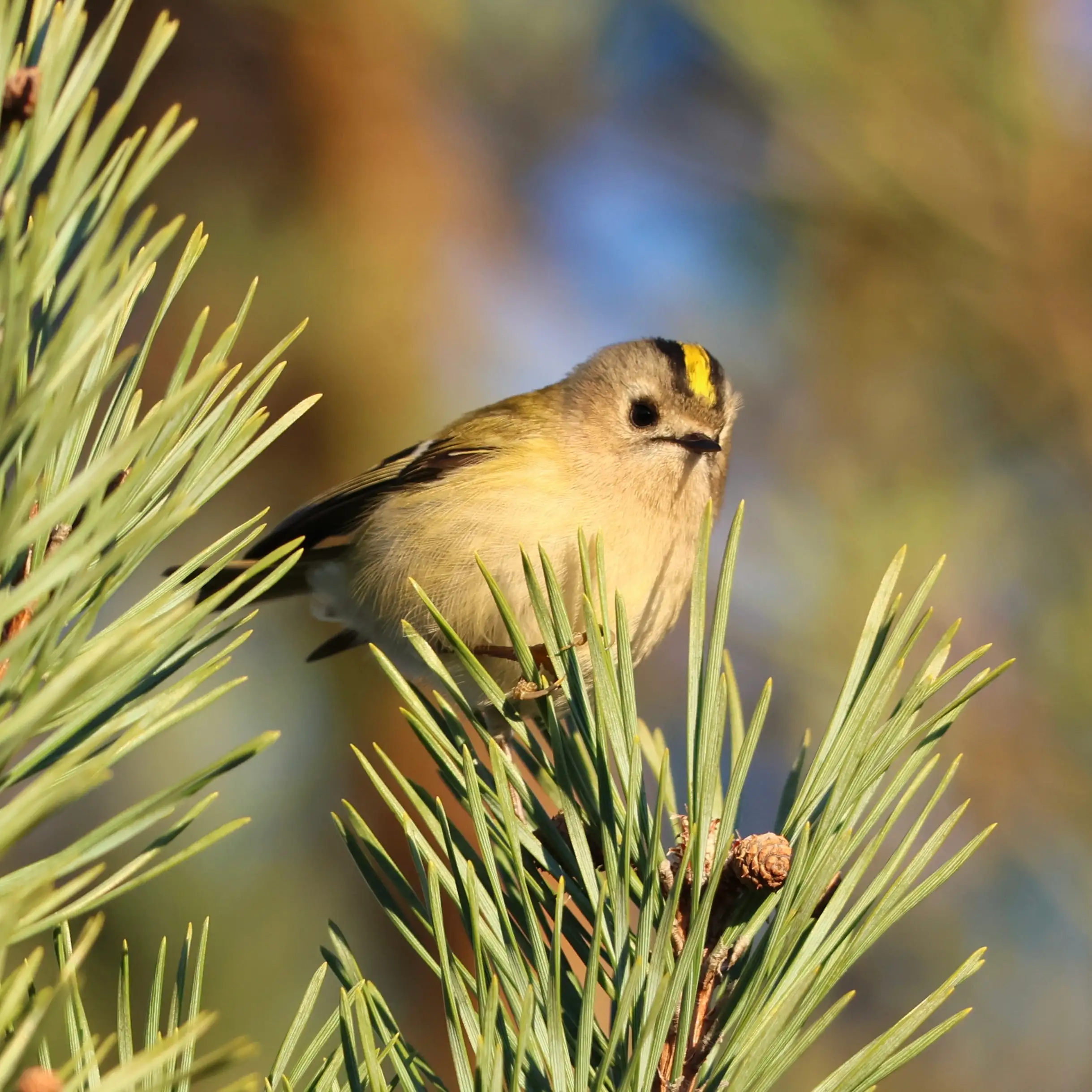 Goldcrest