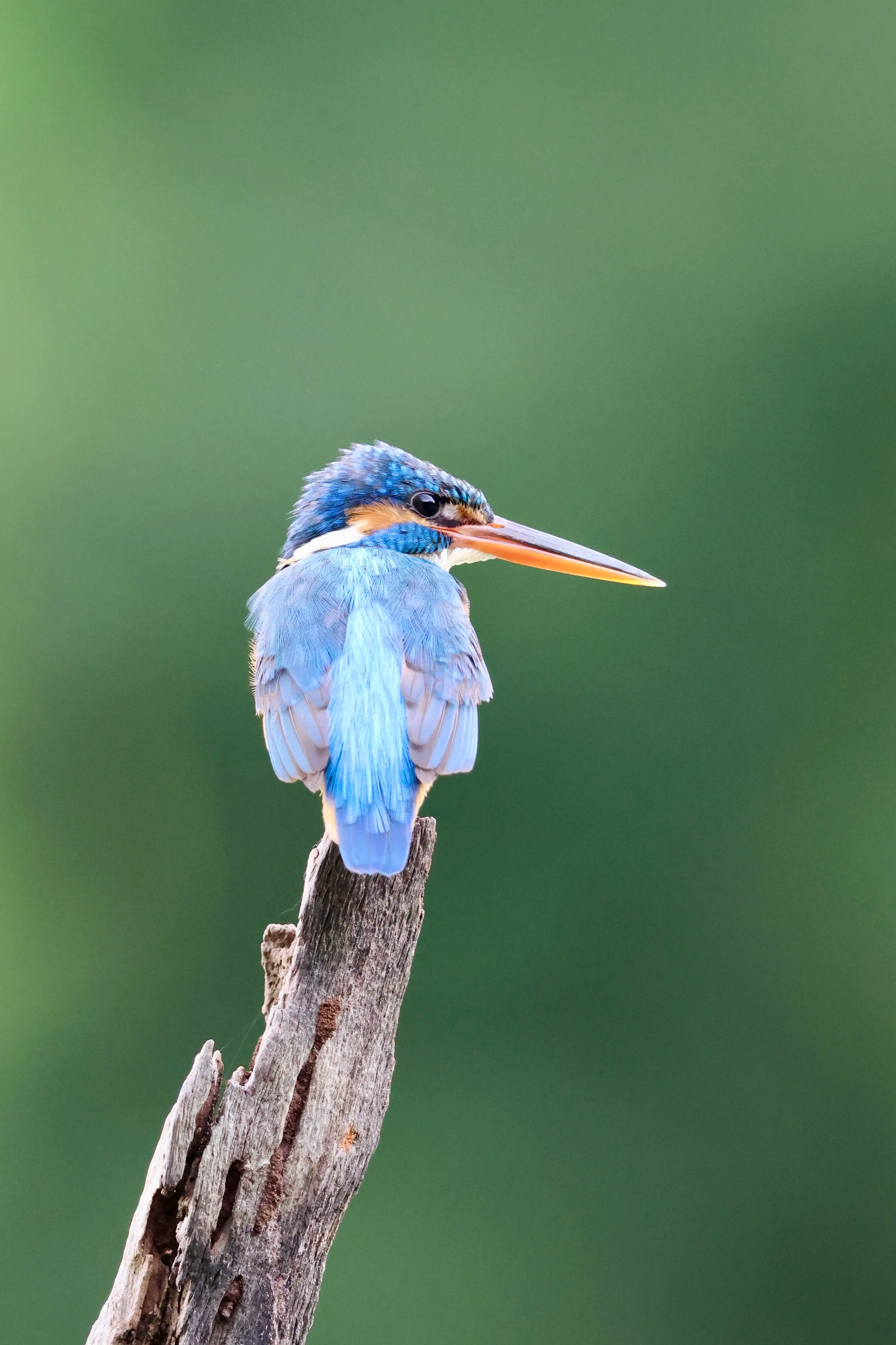 Kingfisher Sri Lanka