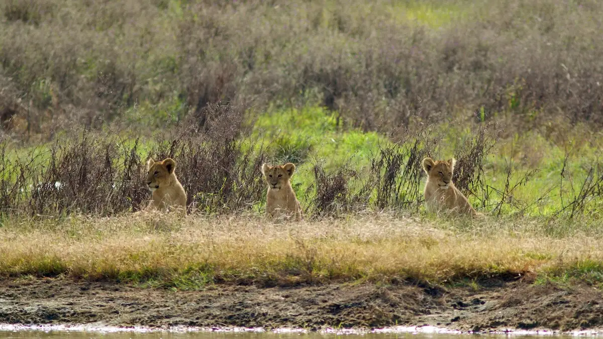 Lion Cubs