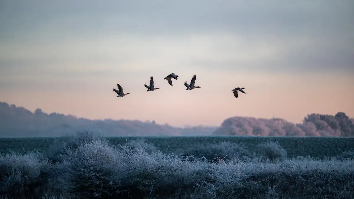 Pink Footed Geese