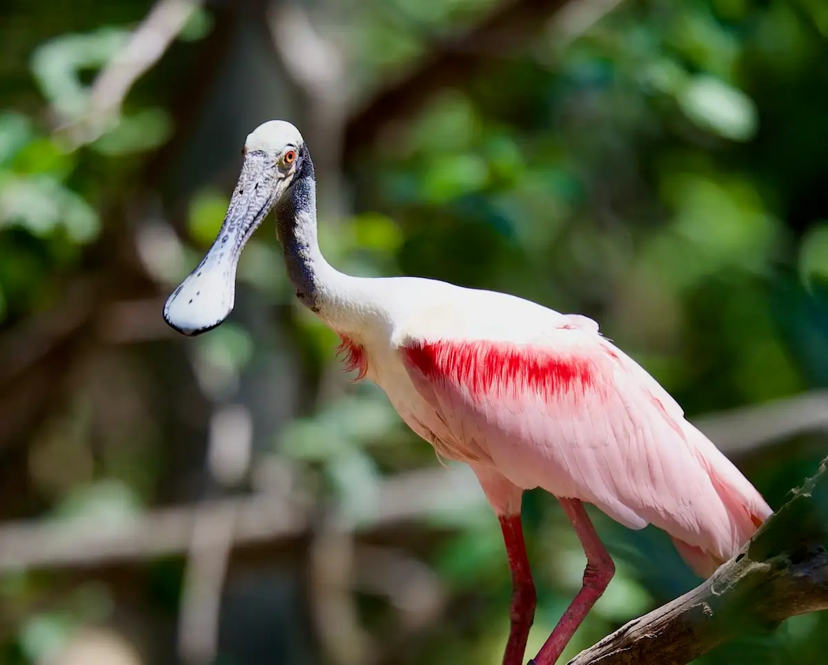 Spoonbill